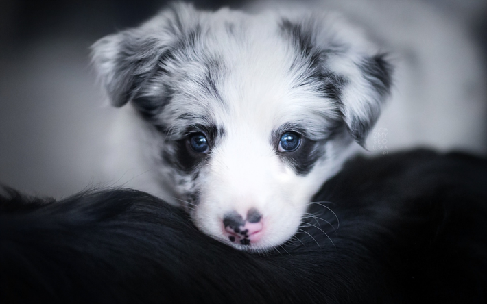 ボーダー Collie, 小さな子犬, 青い眼, かわいい動物たち, 犬, ペット