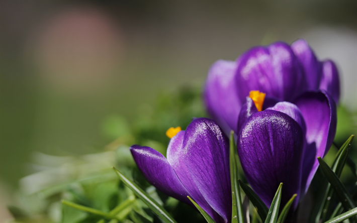 Crocus, crochi, fiori di primavera, fiori, erba verde, fiori viola
