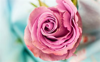 4k, pink rose, bud, close-up, pink flowers, roses