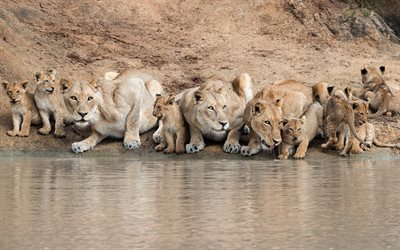 lions, lake, small lions, Pride, family, lionesses, wildlife, Africa