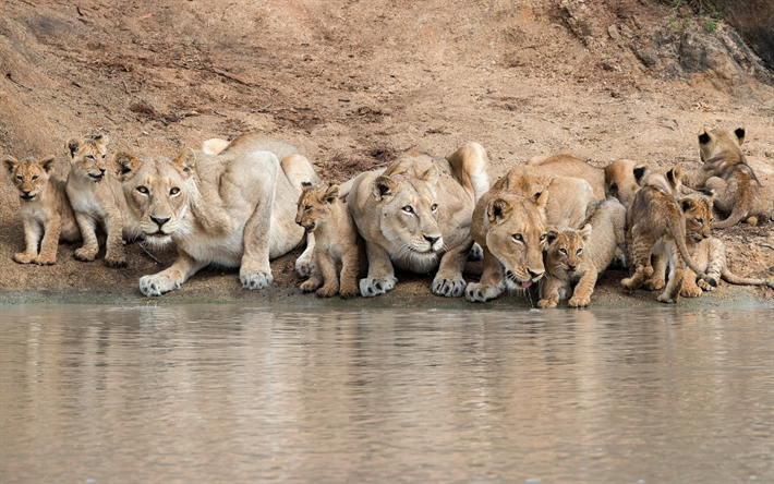 lions, sj&#246;n, sm&#229; lejon, Pride, familj, lionesses, vilda djur, Afrika