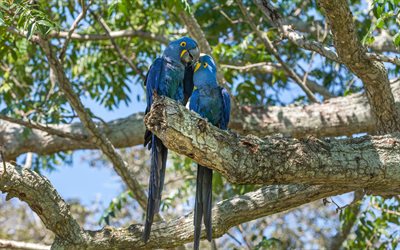 4k, Hyacinth macaw, wildlife, parrots, blue parrots, macaw, Anodorhynchus hyacinthinus