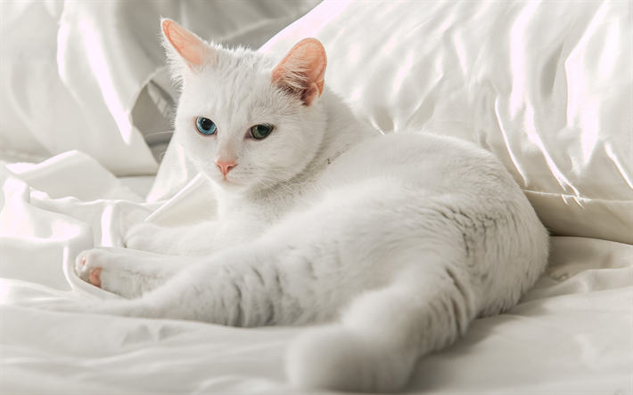 Turkkilainen Angora, rotu kotikissa, valkoinen lyhytkarvainen kissa, angora kissa, lemmikit, heterochromia