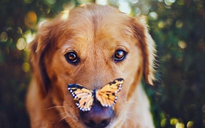 Golden Retriever, butterfly, labradors, muzzle, dogs, pets, cute dogs, Golden Retriever Dog