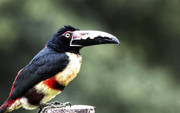 Collare Aracari, tucano, fauna selvatica, uccelli esotici, Pteroglossus torquatus