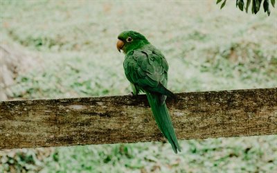 Bolivien Militaire Ara, 4k, des perroquets, des wildlifw, vert perroquet, Ara