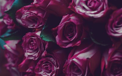 pourpre des roses, beau bouquet de roses, de cadeaux, de fleurs d&#39;arri&#232;re-plan, les roses