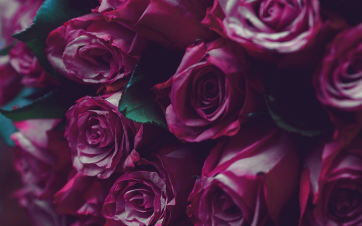 ダウンロード画像 紫色のバラ 美しいバラの花束 ギフト 花背景 バラ フリー のピクチャを無料デスクトップの壁紙