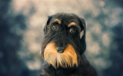 airedale terrier, black puppy, small dog, pets, dog breeds, portrait, black airedale terrier, Bingley Terrier, Waterside Terrier