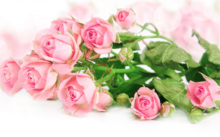 pink roses, bouquet of roses, drops of water on flowers, freshness, pink flowers, floral background