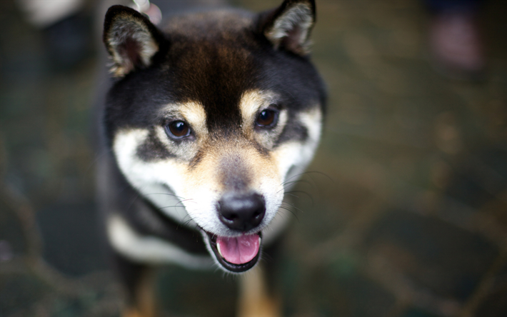 Shiba Inu, nospartiet, husdjur, s&#246;t hund, hundar, Shiba Inu Hund