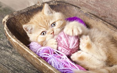 Gato Persa, 4k, bola de threads, gatinho, animais de estima&#231;&#227;o, fofo gatinho, os gatos dom&#233;sticos, Gatinho Persa, gatos