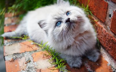 grigio soffice gattino, simpatici animali, gatto con gli occhi azzurri, i gatti domestici, razza di soffici gatti