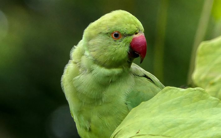 Rose cerchi parrocchetto, pappagallo verde, splendidi uccelli, pappagalli, rose cerchi parrocchetto, Asia del Sud