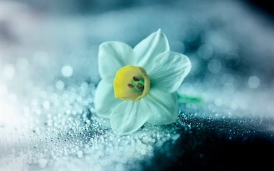 jonquille, 4k, fleur blanche, plan rapproch&#233;, Narcisse