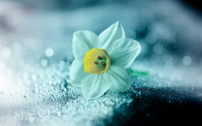 daffodil, 4k, white flower, close-up, Narcissus