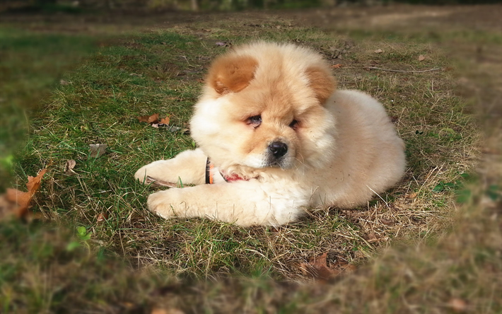 Chow Chow, puppy, cute dogs, Tilt-Shift, furry dog, blue tongue, pets, dogs, Chow Chow Dog