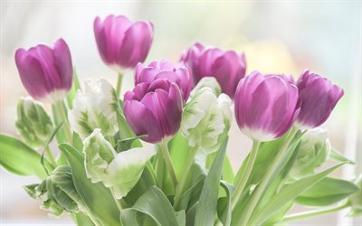 violet tulipes, printemps, bouquet, fleurs, tulipes
