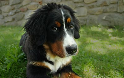 4k, Appenzell犬牛, マズル, かわいい動物たち, ペット, 犬, Appenzeller Sennenhund犬