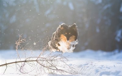 Perro Pastor de Shetland, Sheltie, salto del perro, el invierno, la nieve, el volar de los perros, mascotas