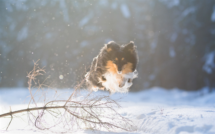shetland-sch&#228;ferhund, sheltie-h&#252;ndchen, springen, hund, winter, schnee, fliegen, haustiere