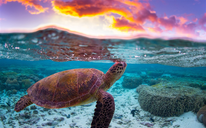 turtle, underwater world, evening, sunset, ocean, coral reef, water