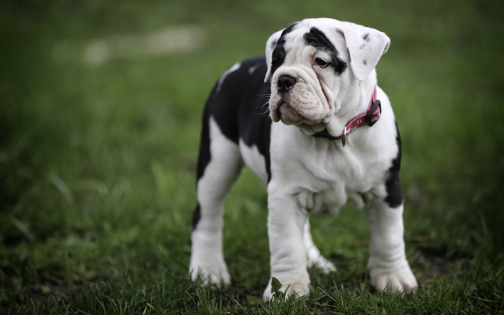 4k, American Bulldog, sad dog, puppy, dogs, lawn, cute animals, pets, American Bulldog Dog