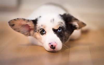 Welsh Corgi Cardigan, small white puppy, gray eyes, pets, small dogs