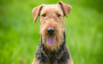 Airedale Terrier, muzzle, pets, dogs, cute dog, lawn, Airedale Terrier Dog