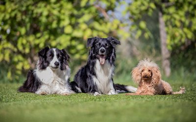 border collie, brown poodle, three dogs, green grass, dogs, friendship concepts
