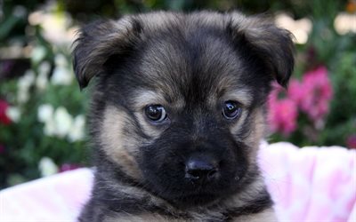 Keeshond, 4k, muzzle, pets, puppy, dogs, cute dog, Keeshond Dog