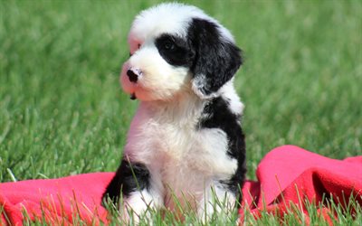 Sheepadoodle, 4k, puppy, cute animals, pets, lawn, dogs, Sheepadoodle Dog