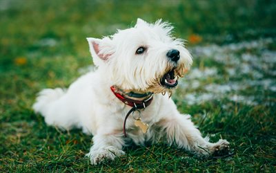 West Highland White Terrier, husdjur, hundar, vit Westie, s&#246;ta djur, Westie, gr&#228;smatta, Westy Hund, West Highland White Terrier Hund
