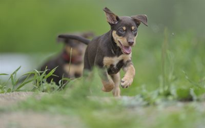 Australian Kelpie, 4k, running dog, puppy, dogs, lawn, cute animals, black dog, pets, Australian Kelpie Dog