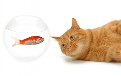 zencefil kedi, balık, akvaryum, kedi, Evcil Hayvanlar