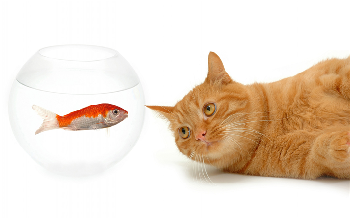 ginger katt, guldfisk, akvarium, fisk och katt, husdjur, katter
