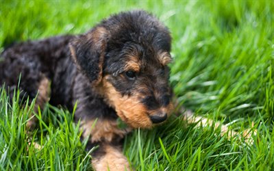 Airedale Terrier, Cane, cucciolo, animali domestici, cani, cane carino, verde, erba, prato
