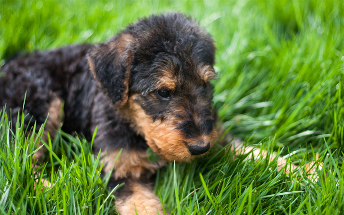 Airedale Terrier C&#227;o, filhote de cachorro, animais de estima&#231;&#227;o, cachorros, c&#227;o bonito, grama verde, gramado, Airedale Terrier
