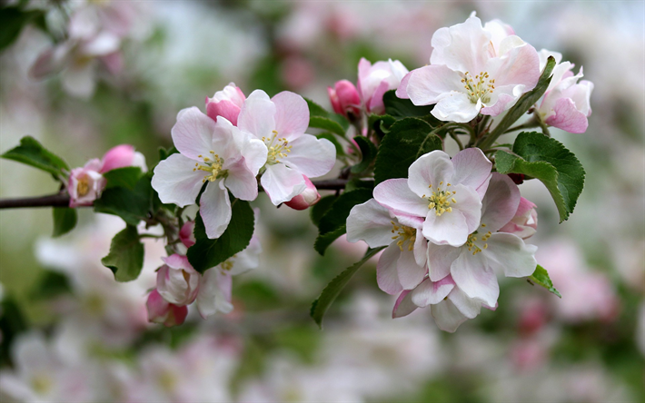 cherry blossom, kev&#228;&#228;n kukat, sakura, puiden oksat, vihre&#228;t lehdet, kev&#228;t
