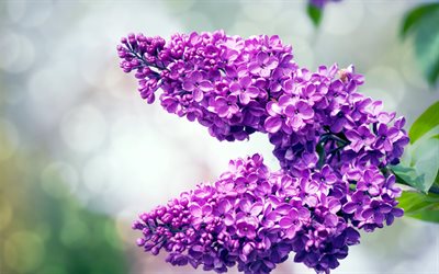 ライラック, 紫色の春の花, ライラック支店, 春の花の背景, 春, 美しい花