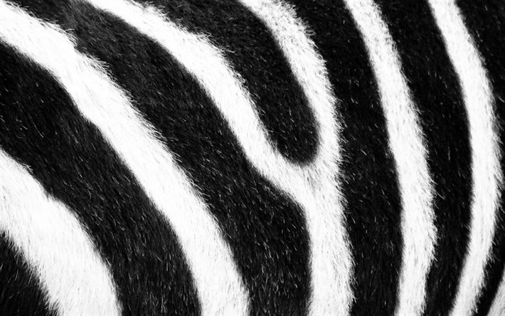zebra textur, makro, vit svart bakgrund, zebra hud konsistens, svarta vita r&#228;nder, zebra bakgrund, zebra ull, randig hud