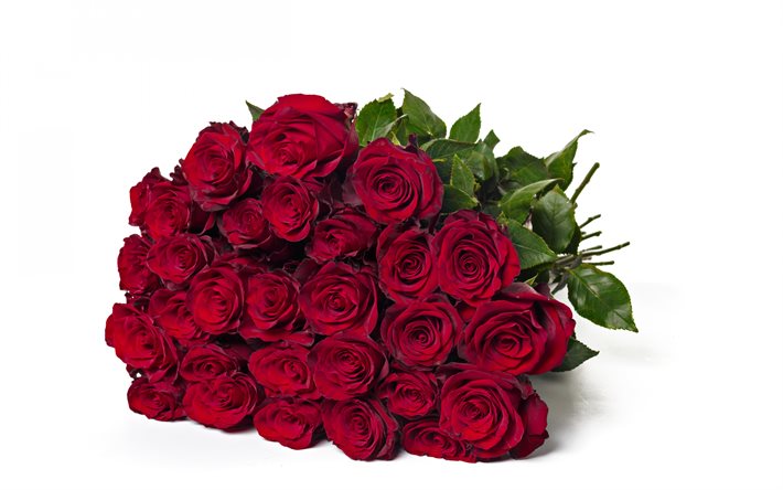 Oscuro ramo de rosas rojas, rosas sobre fondo blanco, ramo de flores sobre un fondo blanco, hermosas flores, rosas, fondo con rosas rojas