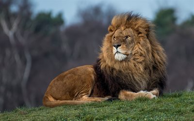 leijona, predator, wildlife, iso leijona, vaarallisia el&#228;imi&#228;, voimakas el&#228;imi&#228;, Afrikka