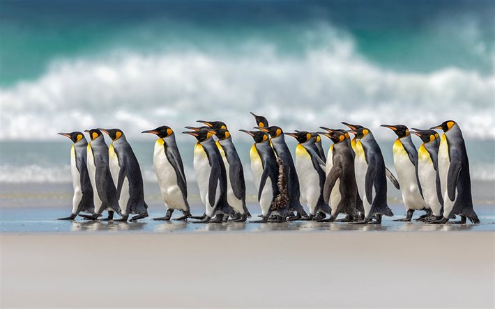 King penguin, Atlantic Ocean, Penguins, coast, flock of penguins, waves, South America