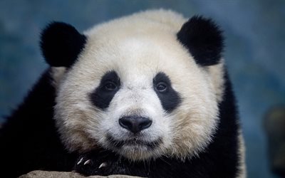 Giant panda, cute animals, panda, cute bears, wildlife, China, pandas