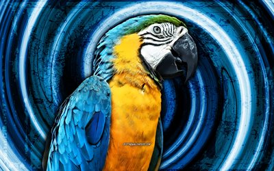 4k, mavi ve sarı amerika papağanı, mavi grunge arka plan, mavi papağan, ara ararauna, girdap, papağanlar, mavi ve altın amerika papağanı, ara, yaratıcı