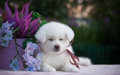 Samoyed, puppy, white dog, cute animals, furry dog, dogs, pets, Samoyed Dog