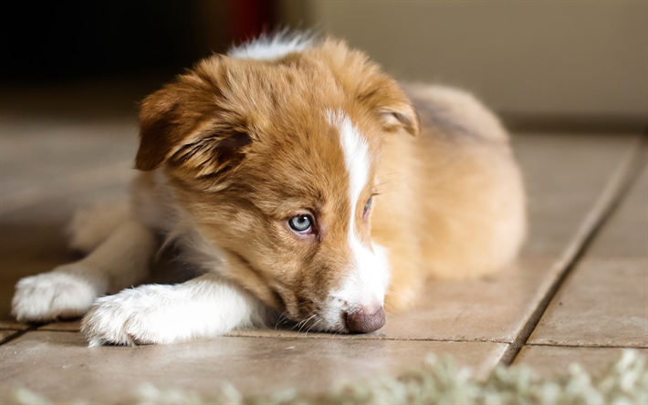 オーストラリア, 子犬, 豪州羊飼い, 近, ペット, 犬, 豪州羊飼い犬, オーストラリア犬