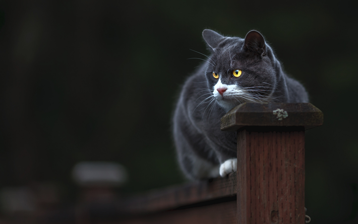 British Shorthair, cinzento-escuro de l&#227;, animais de estima&#231;&#227;o, animais fofos