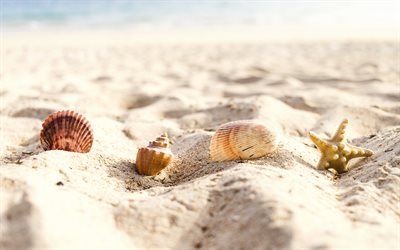 conchas na areia, praia, ver&#227;o, areia, costa, mar, ver&#227;o conceitos de viagens